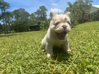 Hershel, a male French Bulldog for sale in Palm Beach Gardens, FL – 4 of 6