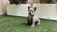 Holiday, a female French Bulldog for sale in Palm Beach Gardens, FL – 2 of 4