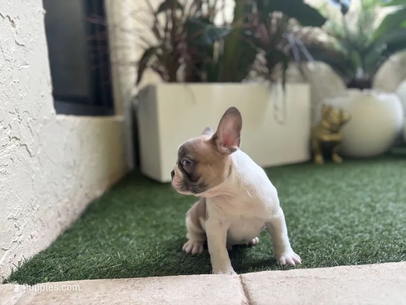 Winston – French Bulldog puppy for sale in Palm Beach Gardens, FL