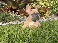 Junior, a male French Bulldog for sale in Palm Beach Gardens, FL – 6 of 6