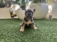 Ace, a male French Bulldog for sale in Palm Beach Gardens, FL – 3 of 4