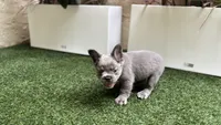 Holiday, a female French Bulldog for sale in Palm Beach Gardens, FL – 3 of 4