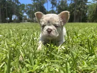 Hope, a male French Bulldog for sale in Palm Beach Gardens, FL – 2 of 4