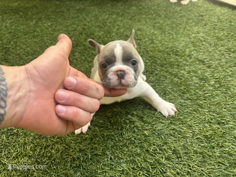 Winston – French Bulldog puppy for sale in Palm Beach Gardens, FL