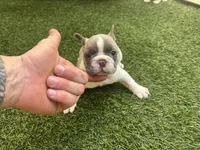 Winston, a male French Bulldog for sale in Palm Beach Gardens, FL – 1 of 4