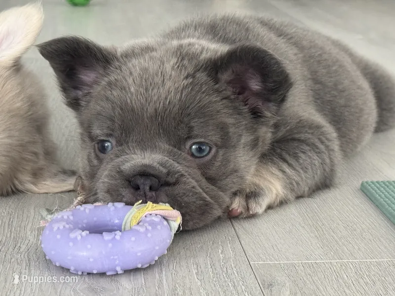 Hero – French Bulldog puppy for sale in Palm Beach Gardens, FL