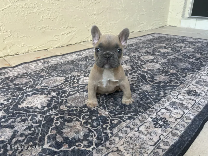 Junior – French Bulldog puppy for sale in Palm Beach Gardens, FL
