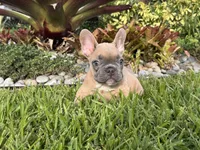 Junior, a male French Bulldog for sale in Palm Beach Gardens, FL – 5 of 6