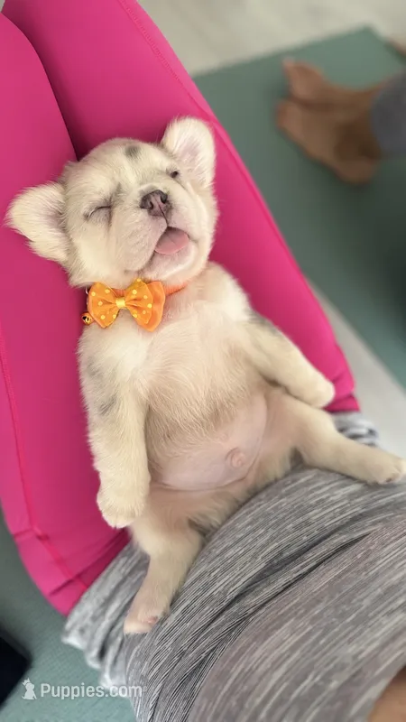 Hershel – French Bulldog puppy for sale in Palm Beach Gardens, FL
