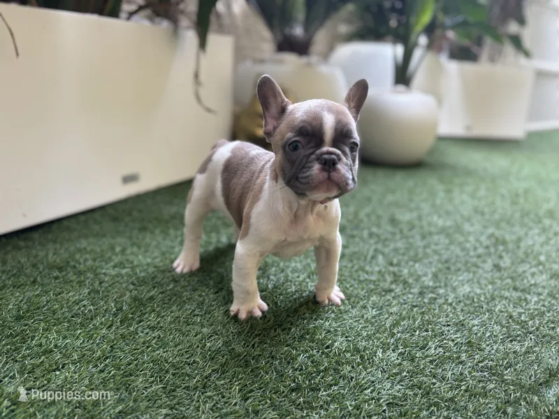 Romeo – French Bulldog puppy for sale in Palm Beach Gardens, FL