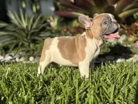 Romeo, a male French Bulldog for sale in Palm Beach Gardens, FL – 4 of 7