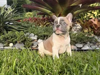 Romeo, a male French Bulldog for sale in Palm Beach Gardens, FL – 3 of 7