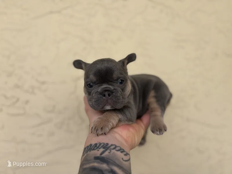 Enzo – French Bulldog puppy for sale in Palm Beach Gardens, FL