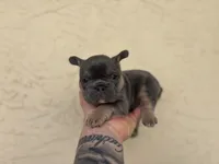 Enzo, a male French Bulldog for sale in Palm Beach Gardens, FL – 1 of 1