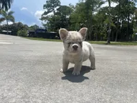 Holly, a female French Bulldog for sale in Palm Beach Gardens, FL – 1 of 5