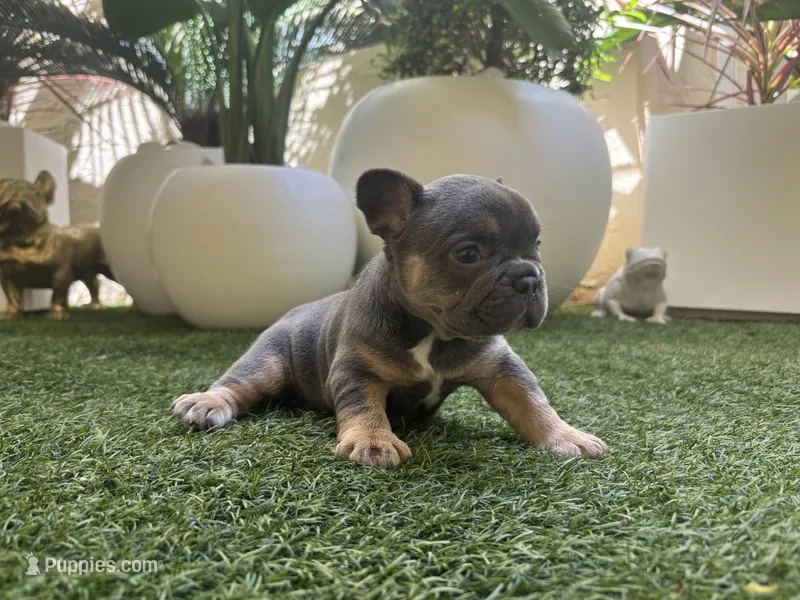 Enzo – French Bulldog puppy for sale in Palm Beach Gardens, FL