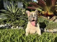 Romeo, a male French Bulldog for sale in Palm Beach Gardens, FL – 7 of 7