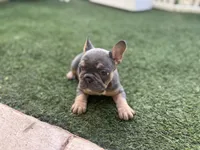Bell, a female French Bulldog for sale in Palm Beach Gardens, FL – 3 of 4