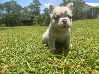 Hershel, a male French Bulldog for sale in Palm Beach Gardens, FL – 2 of 6