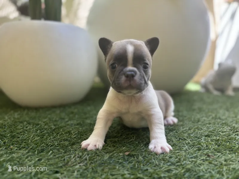 Romeo – French Bulldog puppy for sale in Palm Beach Gardens, FL