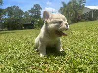 Hershel, a male French Bulldog for sale in Palm Beach Gardens, FL – 6 of 6