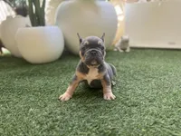 Ace, a male French Bulldog for sale in Palm Beach Gardens, FL – 4 of 4