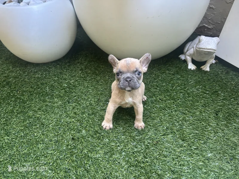 Holly – French Bulldog puppy for sale in Palm Beach Gardens, FL