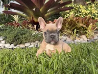 Junior, a male French Bulldog for sale in Palm Beach Gardens, FL – 4 of 6