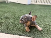 Bell, a female French Bulldog for sale in Palm Beach Gardens, FL – 4 of 4