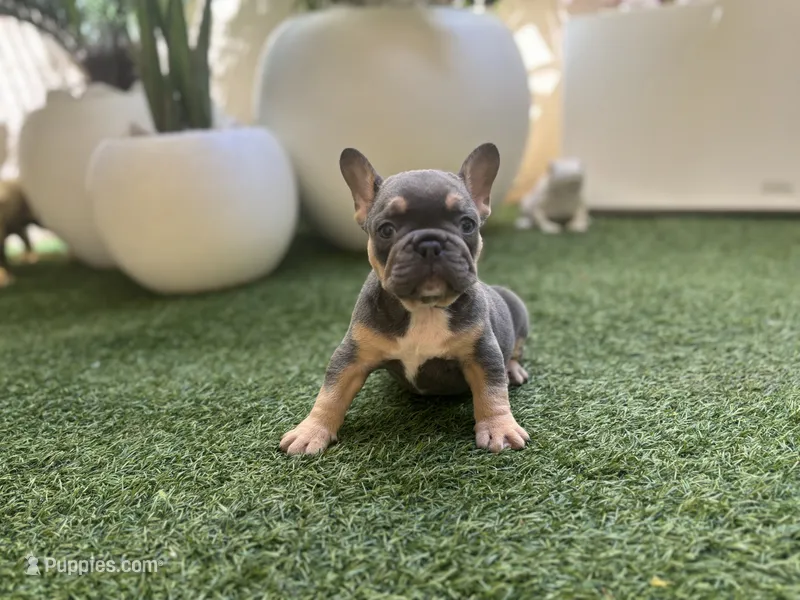 Ace – French Bulldog puppy for sale in Palm Beach Gardens, FL
