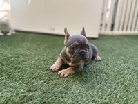 Bell, a female French Bulldog for sale in Palm Beach Gardens, FL – 2 of 4