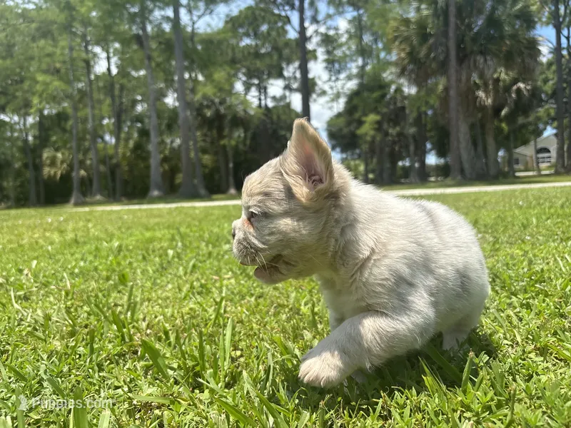 Hope – French Bulldog puppy for sale in Palm Beach Gardens, FL