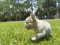 Hope, a male French Bulldog for sale in Palm Beach Gardens, FL – 1 of 4