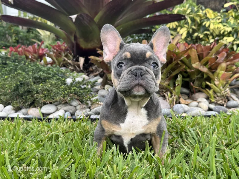 Ace – French Bulldog puppy for sale in Palm Beach Gardens, FL