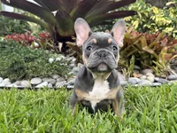 Ace, a male French Bulldog for sale in Palm Beach Gardens, FL – 1 of 2