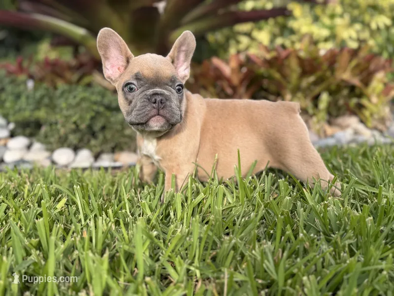 Junior – French Bulldog puppy for sale in Palm Beach Gardens, FL