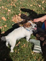 Piper, a female Jack Russell Terrier for sale in Montrose, CO – Photo 5 of 6