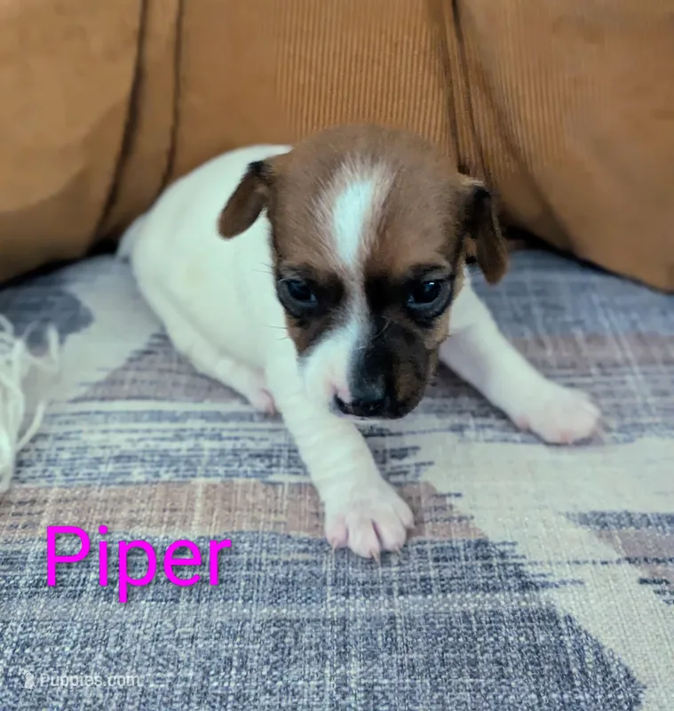 Piper – Jack Russell Terrier puppy for sale in Montrose, CO
