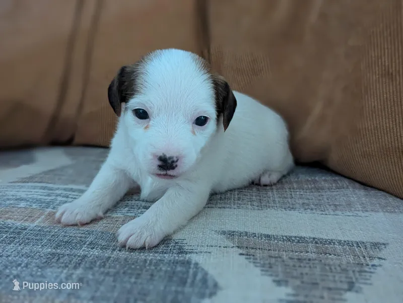 Zorro – Jack Russell Terrier puppy for sale in Montrose, CO
