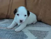 Zorro, a male Jack Russell Terrier for sale in Montrose, CO – Photo 1 of 8