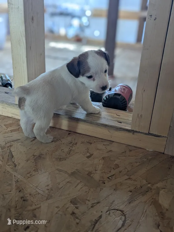 Zorro – Jack Russell Terrier puppy for sale in Montrose, CO