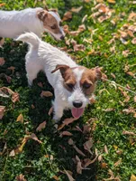 Zorro, a male Jack Russell Terrier for sale in Montrose, CO – Photo 6 of 8