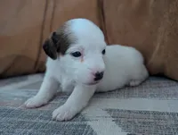 Zorro, a male Jack Russell Terrier for sale in Montrose, CO – Photo 3 of 8