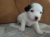 Zorro, a male Jack Russell Terrier for sale in Montrose, CO – Photo 5 of 8