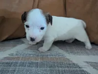 Zorro, a male Jack Russell Terrier for sale in Montrose, CO – Photo 2 of 8