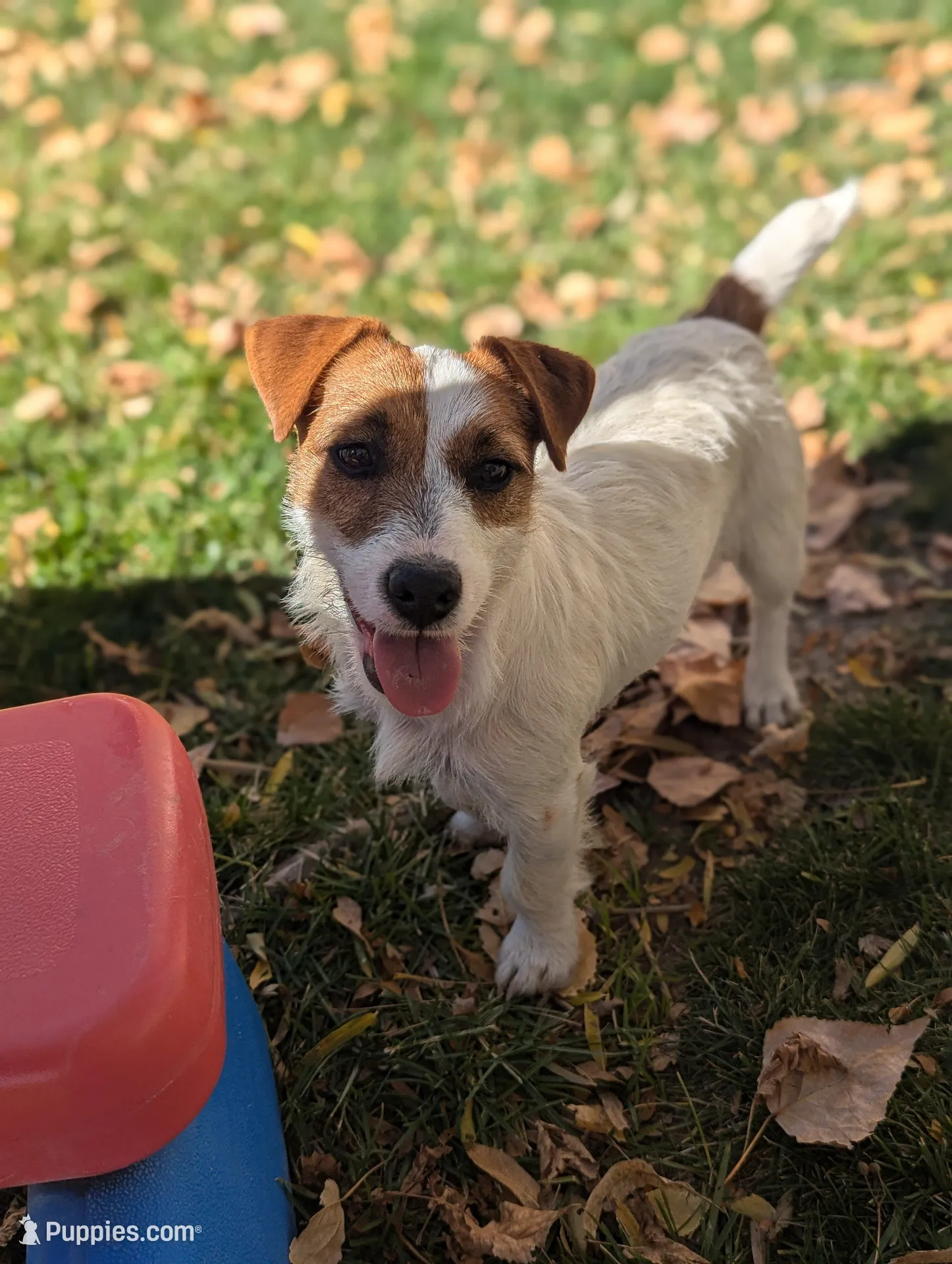 Zeke, a male Jack Russell Terrier for sale in Montrose, CO – Photo 5 of 8