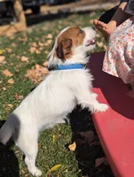 Sparky, a female Jack Russell Terrier for sale in Montrose, CO – Photo 6 of 7