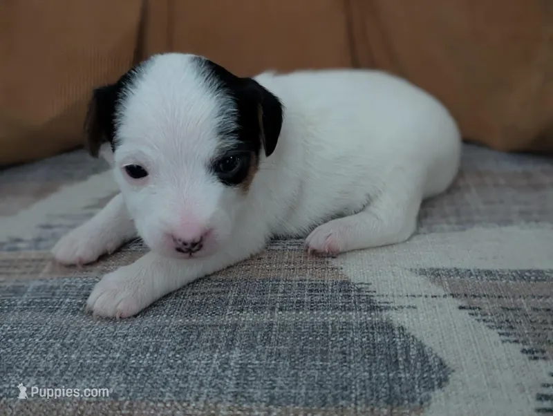 Sparky – Jack Russell Terrier puppy for sale in Montrose, CO