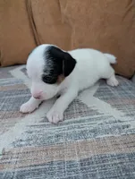 Sparky, a female Jack Russell Terrier for sale in Montrose, CO – Photo 3 of 7