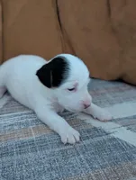 Sparky, a female Jack Russell Terrier for sale in Montrose, CO – Photo 2 of 7